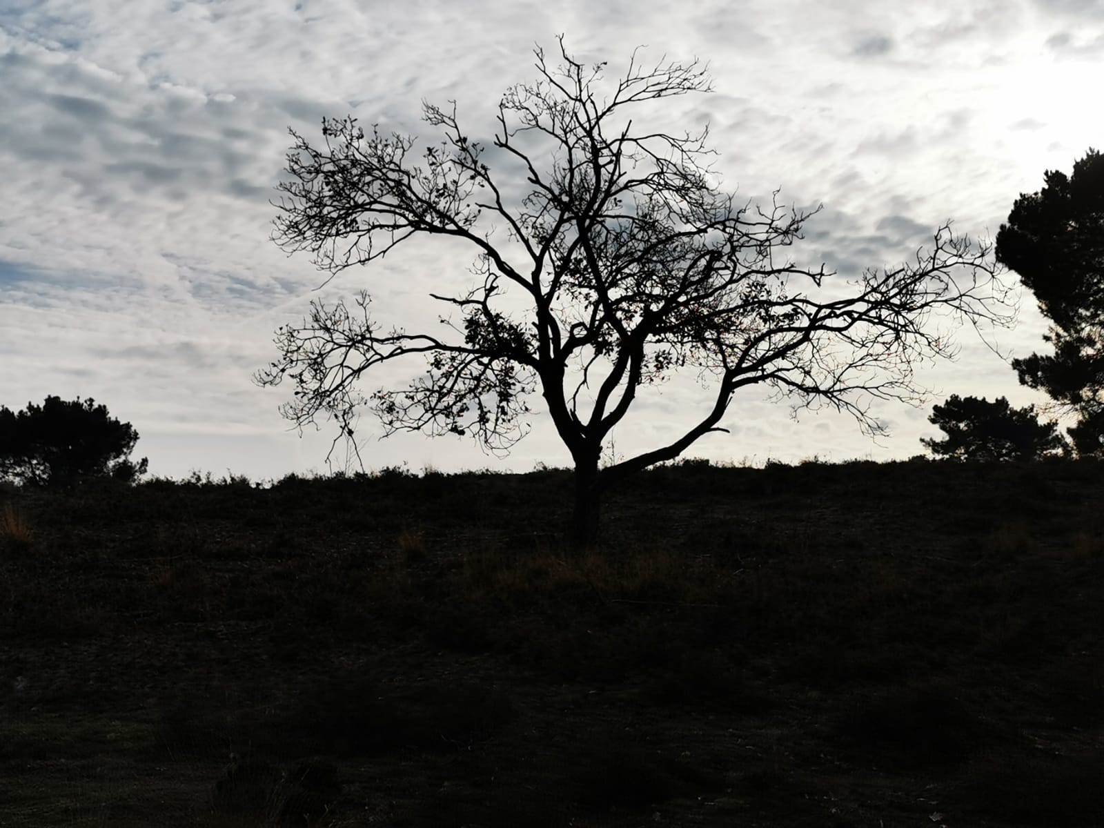 Silhouette tree against bright sky